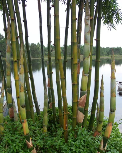 Bambusa-Oldhamii-Giant-Timber-Bamboo-1_grande